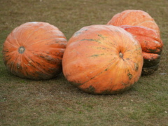 大カボチャ(24k) 18日撮影