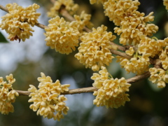 ウスギモクセイ ウスギモクセイ(34k)