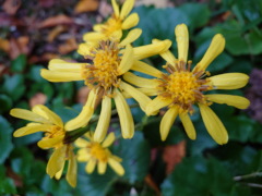 ツワブキ ツワブキ(22k)