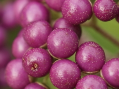 ムラサキシキブ ムラサキシキブ(39k)