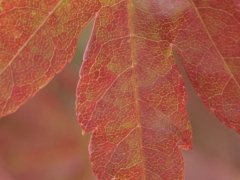 紅葉(40k) 8日撮影