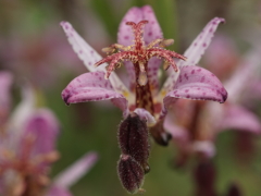 タイワンホトトギス(31k) 8日撮影