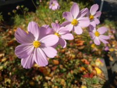 コスモス コスモス(22k) 14日撮影