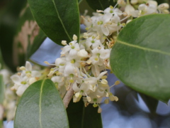 ヒイラギ ヒイラギ(26k)