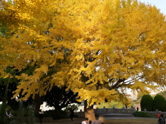 イチョウ イチョウ(35k)