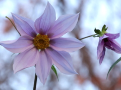 皇帝ダリア(24k) 