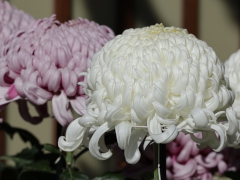 菊花(27k) 21日撮影