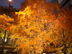 イチョウ イチョウ(37k) 23日撮影