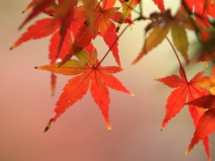 モミジ モミジ(25k) 29日撮影