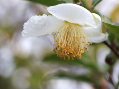 茶花(21k) 11月22日撮影