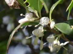 ヒイラギ(26k) 11月21日撮影