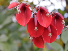 カイコウズ(26k) 11月22日撮影