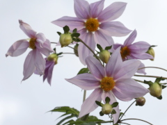 皇帝ダリア 皇帝ダリア(24k)