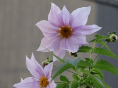 皇帝ダリア 皇帝ダリア(23k) 6日撮影