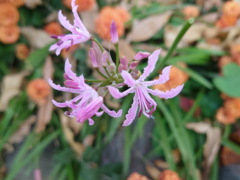 ネリネ ネリネ(23k)