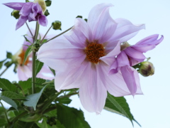 皇帝ダリア(27k) 6日撮影