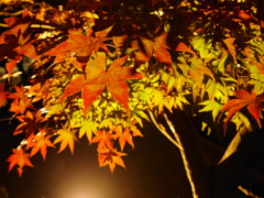 夜モミジ 夜モミジ(28k)