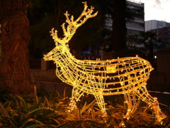 日本大通り(31k) 11月23日撮影