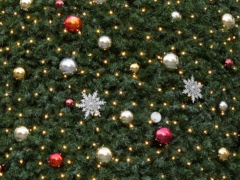 星標べ(32k) 11月23日撮影