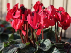 シクラメン(31k) 