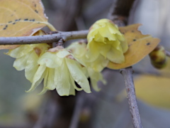 ソシンロウバイ(22k) 