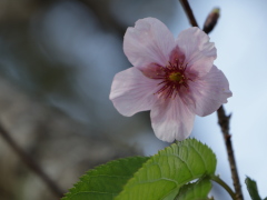 カワヅザクラ(20k) 29日撮影