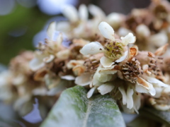 ビワの花(25k) 3日撮影
