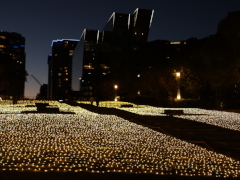 光の絨毯(31k) 12日撮影