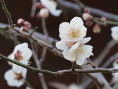 野梅(24k) 18日撮影