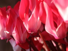 シクラメン シクラメン(25k) 18日撮影