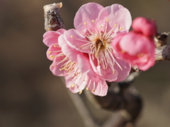 紅梅 紅梅(32k) 24日撮影