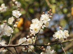 梅(44k) 24日撮影