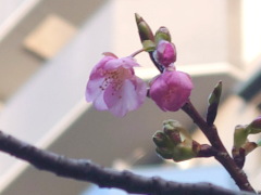 河津桜 河津桜(14k)