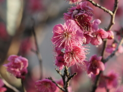 紅梅 紅梅(39k) 1日撮影