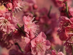 紅梅 紅梅(44k) 1日撮影