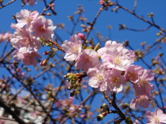河津桜 河津桜(25k)