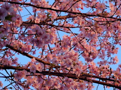 河津桜 河津桜(36k)