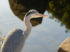 アオサギ アオサギ(16k)