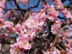 枝垂れ梅 枝垂れ梅(22k) 23日撮影