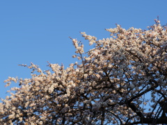 枝垂れ梅 枝垂れ梅(29k) 21日撮影