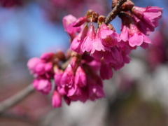 カンヒザクラ カンヒザクラ(19k)