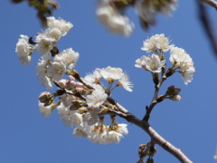 ミザクラ(20k) 1日撮影