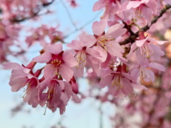 オカメザクラ(19k) 1日撮影