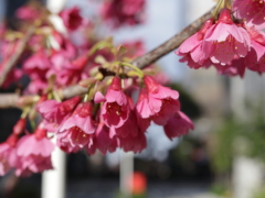 関内さくら通り(27k) 