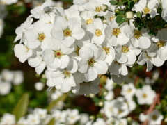 ユキヤナギ ユキヤナギ(21k)