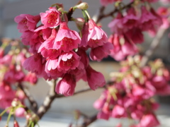 カンヒザクラ カンヒザクラ(29k) 7日撮影