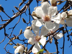 コブシ(26k) 8日撮影