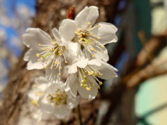 ミザクラ(17k) 8日撮影