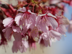 オカメザクラ(26k) 