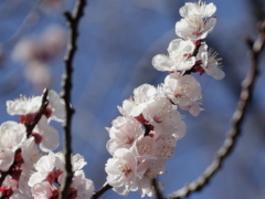 アンズ(26k) 14日撮影